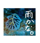 沖縄の海と生き物②（個別スタンプ：11）