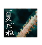 沖縄の海と生き物②（個別スタンプ：12）
