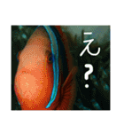 沖縄の海と生き物②（個別スタンプ：14）