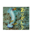 沖縄の海と生き物②（個別スタンプ：15）