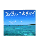 沖縄の海と生き物②（個別スタンプ：16）