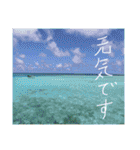 沖縄の海と生き物②（個別スタンプ：17）