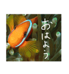 沖縄の海と生き物②（個別スタンプ：19）