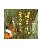 沖縄の海と生き物②（個別スタンプ：20）