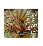 沖縄の海と生き物②（個別スタンプ：21）