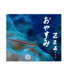 沖縄の海と生き物②（個別スタンプ：23）
