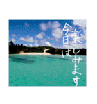沖縄の海と生き物②（個別スタンプ：25）