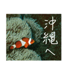 沖縄の海と生き物②（個別スタンプ：26）