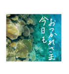 沖縄の海と生き物②（個別スタンプ：27）