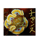 沖縄の海と生き物②（個別スタンプ：30）