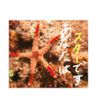 沖縄の海と生き物②（個別スタンプ：31）