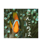沖縄の海と生き物②（個別スタンプ：32）