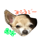 チワワのキララ from Kyoto（個別スタンプ：4）