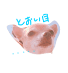 チワワのキララ from Kyoto（個別スタンプ：8）