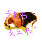きゃばの写真（個別スタンプ：4）
