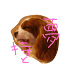 きゃばの写真（個別スタンプ：8）