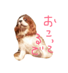 きゃばの写真（個別スタンプ：15）