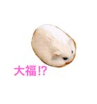白くて丸いハムスター 2（個別スタンプ：1）