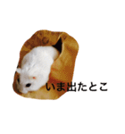 白くて丸いハムスター 2（個別スタンプ：5）