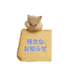 白くて丸いハムスター 2（個別スタンプ：10）