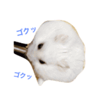 白くて丸いハムスター 2（個別スタンプ：13）