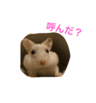 白くて丸いハムスター 2（個別スタンプ：14）