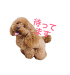 トイプードルmomoの日常（個別スタンプ：3）