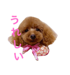 トイプードルmomoの日常（個別スタンプ：5）