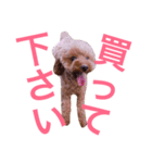 トイプードルmomoの日常（個別スタンプ：12）