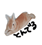 メープルとゆかいなうさぎたち（個別スタンプ：5）