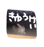 メープルとゆかいなうさぎたち（個別スタンプ：7）