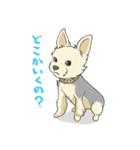 ちいさなヨーキー・テオ2（個別スタンプ：9）