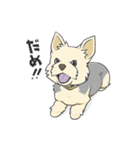 ちいさなヨーキー・テオ2（個別スタンプ：10）