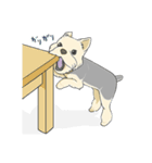 ちいさなヨーキー・テオ2（個別スタンプ：11）