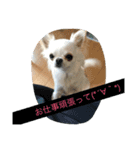 チワワ(ルナ)スタンプ（個別スタンプ：8）