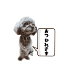 ポメプー 悟天【実写版】（個別スタンプ：3）