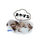 ポメプー 悟天【実写版】（個別スタンプ：7）