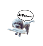 ポメプー 悟天【実写版】（個別スタンプ：8）