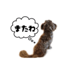 ポメプー 悟天【実写版】（個別スタンプ：14）