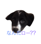 おまぬ犬.ロー（個別スタンプ：1）