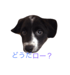おまぬ犬.ロー（個別スタンプ：2）