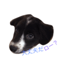 おまぬ犬.ロー（個別スタンプ：3）