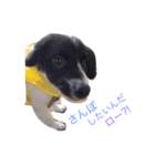おまぬ犬.ロー（個別スタンプ：4）