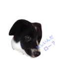 おまぬ犬.ロー（個別スタンプ：6）