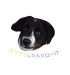 おまぬ犬.ロー（個別スタンプ：7）