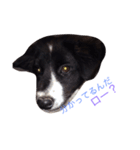 おまぬ犬.ロー（個別スタンプ：8）