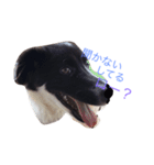 おまぬ犬.ロー（個別スタンプ：9）
