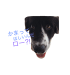 おまぬ犬.ロー（個別スタンプ：10）