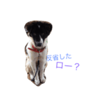 おまぬ犬.ロー（個別スタンプ：11）