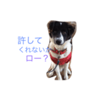 おまぬ犬.ロー（個別スタンプ：12）